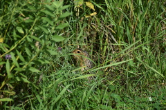 Ictidomys tridecemlineatus