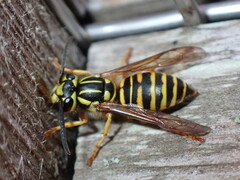 Vespula squamosa