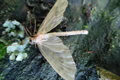 Tatosoma tipulata