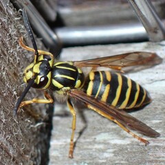 Vespula squamosa