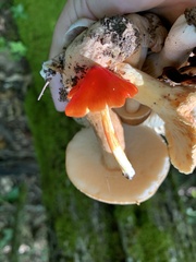 Hygrocybe cuspidata