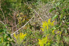Geothlypis trichas