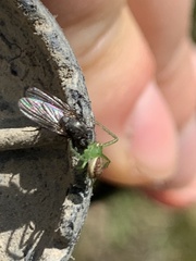 Diaea