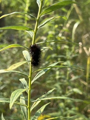 Hypercompe scribonia