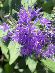 Caryopteris