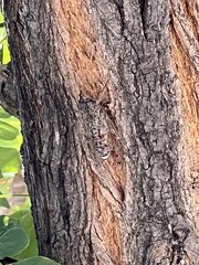 Cicada orni