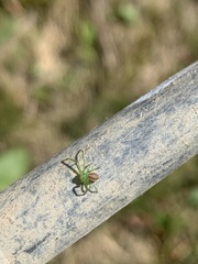 Diaea