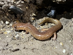 Gyrinophilus porphyriticus