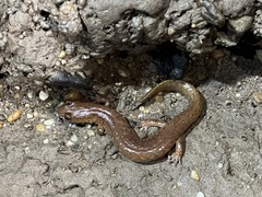 Gyrinophilus porphyriticus