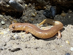 Gyrinophilus porphyriticus