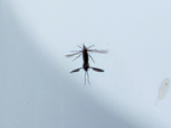 Bibionidae