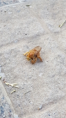 Neoxylocopa