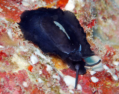 Scutus