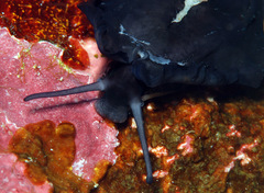Scutus