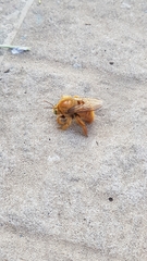 Neoxylocopa