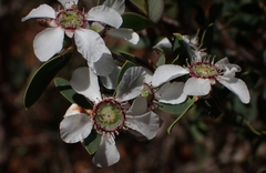 Leptospermum laevigatum