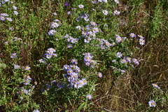 Symphyotrichum subspicatum