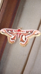 Rothschildia jacobaeae