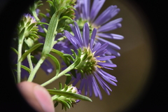 Symphyotrichum subspicatum