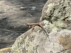 Sceloporus consobrinus