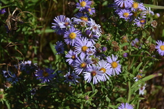 Symphyotrichum subspicatum