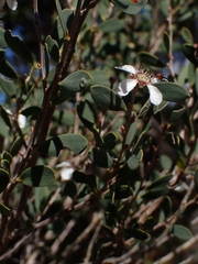 Leptospermum laevigatum