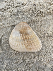 Arcoidea