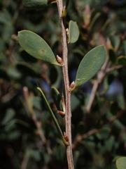 Leptospermum laevigatum