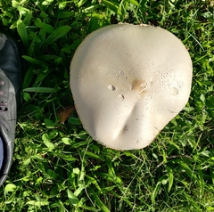 Chlorophyllum molybdites