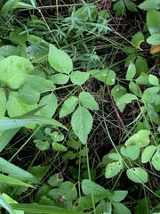 Aegopodium podagraria
