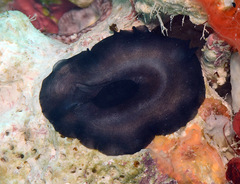 Scutus