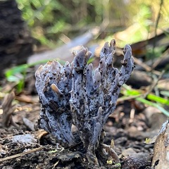 Clavulina cinerea