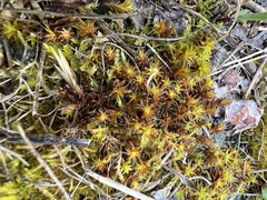 Syntrichia ruralis