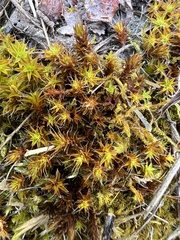 Syntrichia ruralis