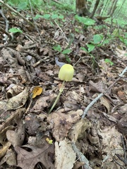 Leucocoprinus fragilissimus