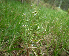 Dianella longifolia