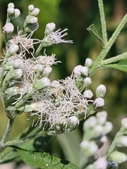 Eupatorium serotinum