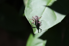 Heilipus lauri