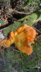 Laetiporus conifericola
