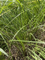 Paspalum notatum