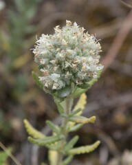 Teucrium capitatum capitatum