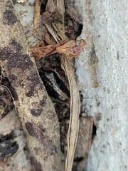 Blattella
