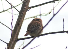 Glaucidium nana