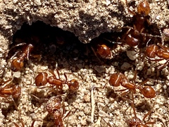 Pogonomyrmex subnitidus