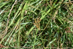 Juncus occidentalis