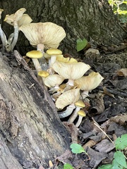 Armillaria mellea