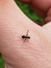 Rivellia syngenesiae