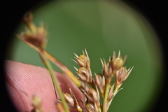 Juncus occidentalis
