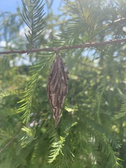 Thyridopteryx ephemeraeformis