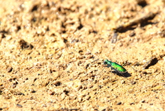 Ellipsoptera marutha